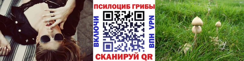 Псилоцибиновые грибы Psilocybine cubensis Новосиль